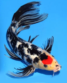  Catch of the Month Fish Club: Koi Fish (PREORDER)